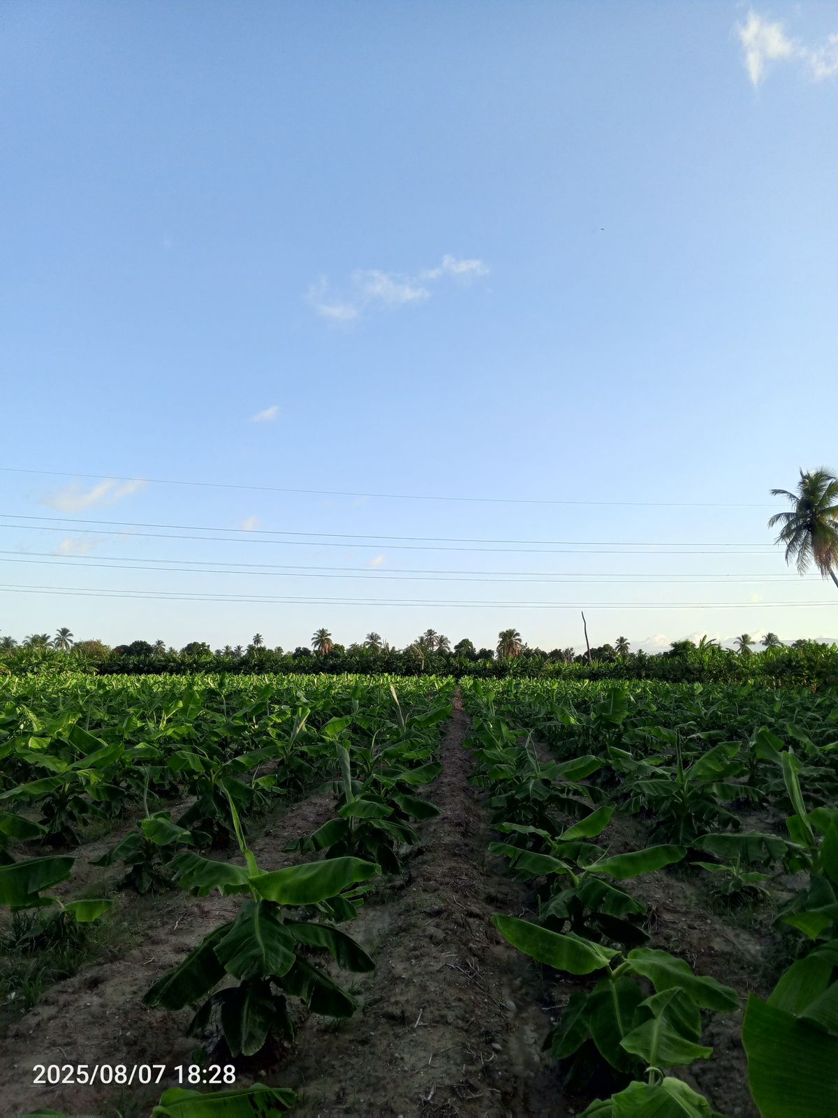 Parcela de Agroquímica Blady